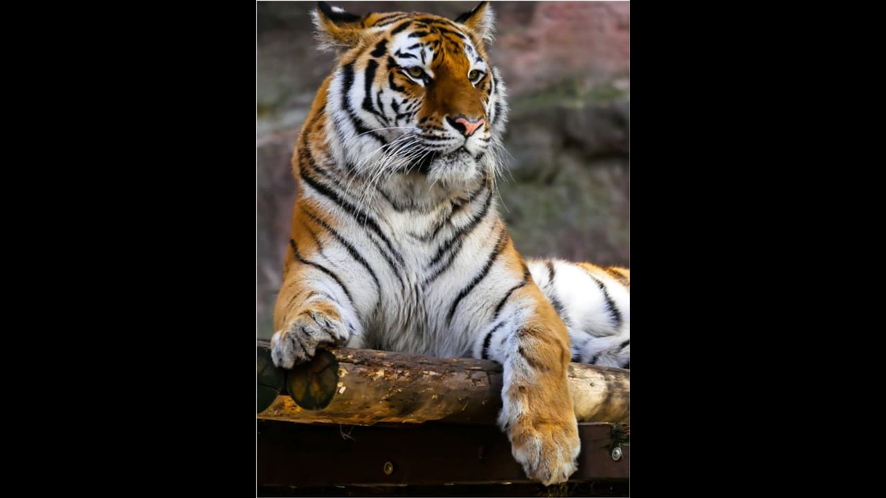 అతి వృద్ధ పెద్ద పులి ‘ఎస్టీ 2’ ఇక లేదు.. 