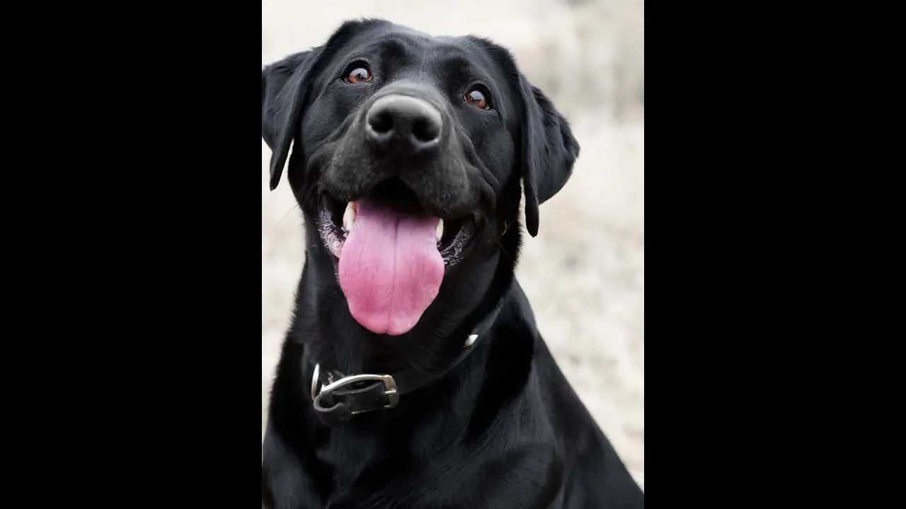 Labrador Retriever Labrador Retriever