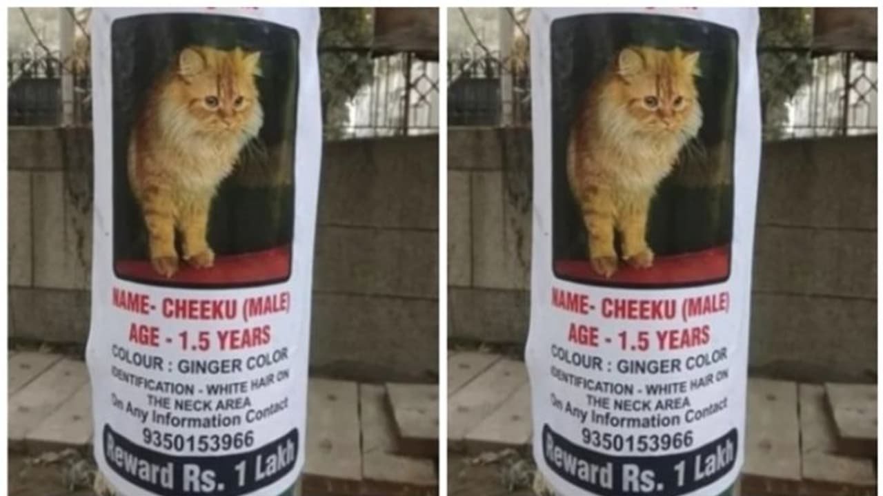 കാണാതായ പൂച്ചയെ കണ്ടെത്തുന്നവര്‍ക്ക് ആയിരമല്ല, പതിനായിരമല്ല, ഒരു ലക്ഷം രൂപ സമ്മാനം !