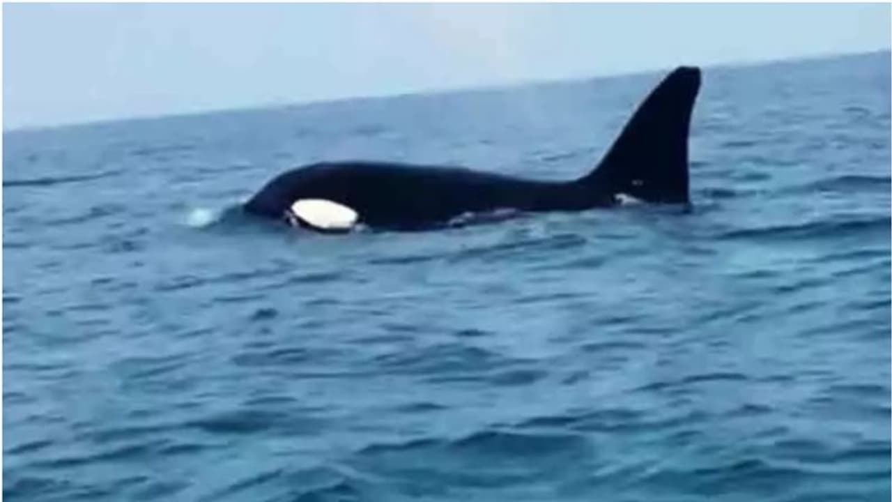 ராமநாதபுரத்தில் திடீரென அடுத்தடுத்து கரை ஒதுங்கிய 3 திமிங்கலங்கள்; அதிகாரிகள் துரித நடவடிக்கை