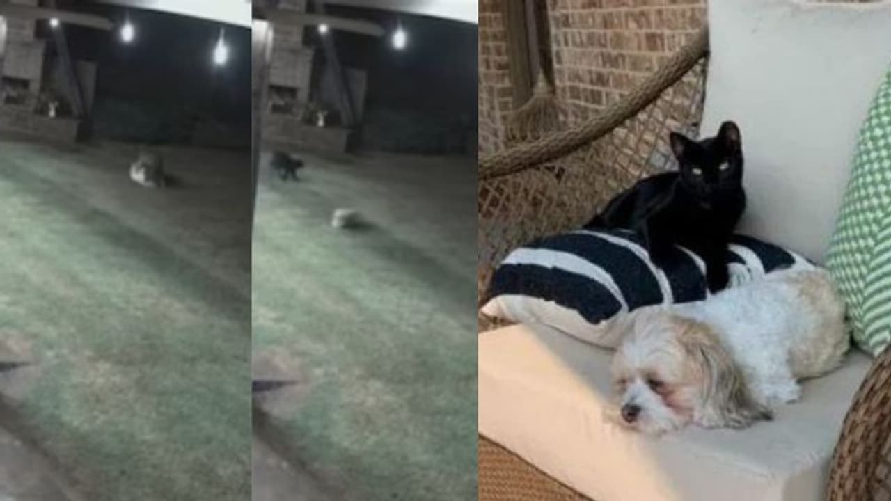 'ആരാടാ എന്‍റെ ചങ്കിനെ തൊടാൻ'; വളർത്തുനായക്ക് നേരെ പാഞ്ഞെത്തി കൊയോട്ടുകൾ, തുരത്തിയോടിച്ച് പൂച്ച! VIDEO