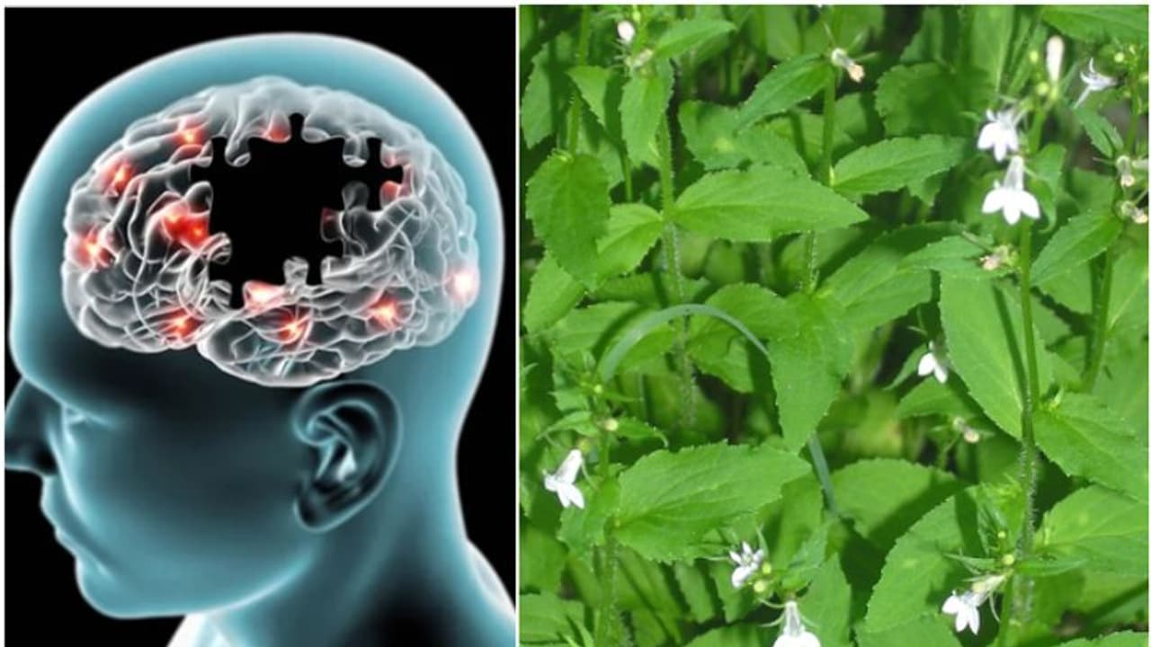 ഇന്ത്യന്‍ പുകയിലയിലെ തന്മാത്ര അല്‍ഷിമേഴ്‌സ് തടഞ്ഞേക്കാം; നിര്‍ണായക കണ്ടെത്തലുമായി കേരളത്തിലെ ഗവേഷകര്‍