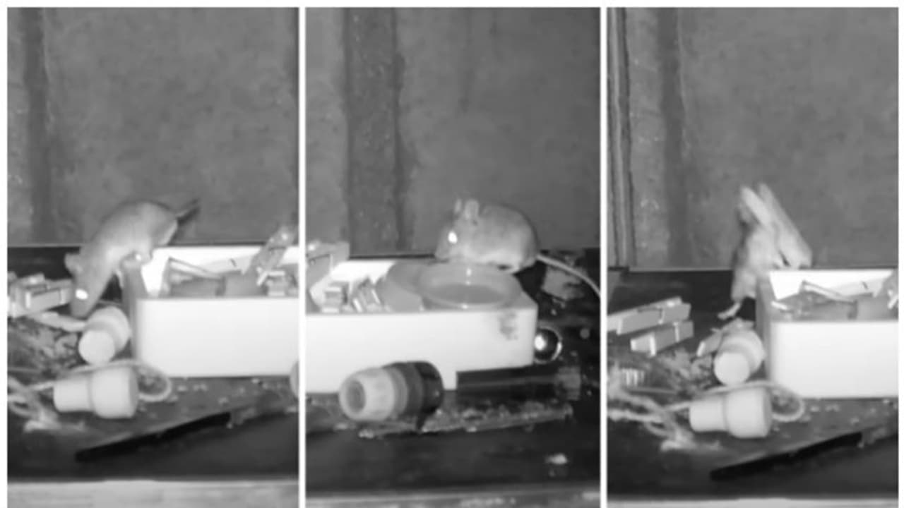 എലികള്‍ 'ഒസിഡി' പ്രശ്നമുള്ളവരാണോ? വീഡിയോ കണ്ട് കണ്ണ് തള്ളി സോഷ്യല്‍ മീഡിയ !