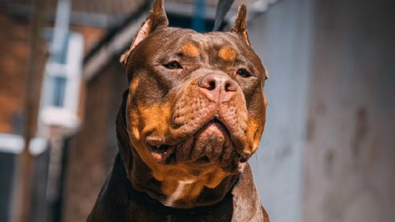 മനുഷ്യന്റെ അസ്ഥിപോലും കടിച്ചുമുറിക്കും, പുറത്തിറക്കുമ്പോള്‍ വാമൂടണം; കൊടും ഭീകരനോ ഇവന്‍?