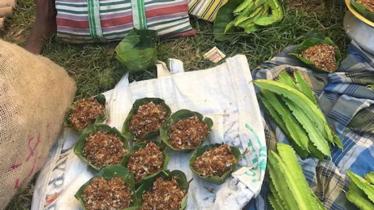 ഉറുമ്പ് കൊണ്ടുണ്ടാക്കുന്ന ചട്ണിക്ക് ലോകത്തിന്‍റെ അംഗീകാരം; അഭിമാനത്തില്‍ ഈ ഇന്ത്യൻ ഗ്രാമം