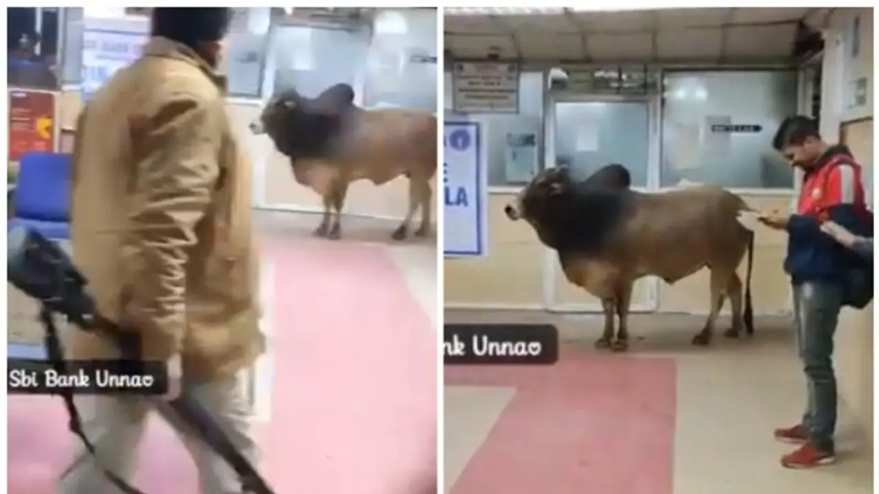 ఎస్బీఐ బ్యాంకులోకి ఎద్దు: ఏం చేసిందంటే...వీడియో వైరల్ ఎస్బీఐ బ్యాంకులోకి ఎద్దు: ఏం చేసిందంటే...వీడియో వైరల్
