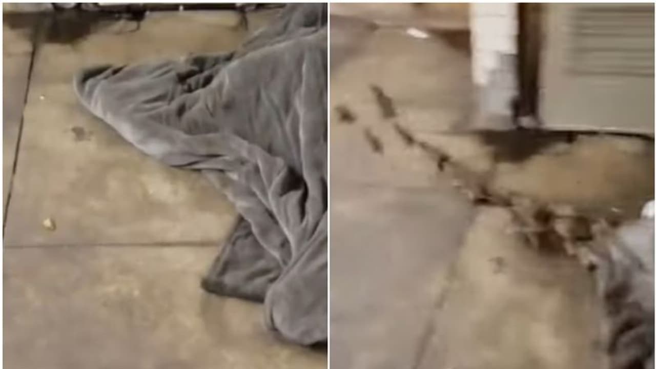 തെരുവില് കിടന്നുറങ്ങുന്നയാളെ തട്ടിവിളിച്ചപ്പോള് കണ്ടത്; ഞെട്ടിക്കുന്ന വീഡിയോ... തെരുവില് കിടന്നുറങ്ങുന്നയാളെ തട്ടിവിളിച്ചപ്പോള് കണ്ടത്; ഞെട്ടിക്കുന്ന വീഡിയോ...