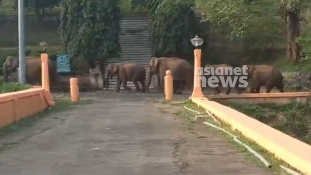 ഒന്നല്ല,രണ്ടല്ല,പത്തല്ല,മുപ്പത്! 'ഞങ്ങൾ ഫാമിലിയായി ഒന്ന് കറങ്ങാനിറങ്ങിയതാ', മലമ്പുഴയിൽ കാട്ടാനക്കൂട്ടമിറങ്ങി