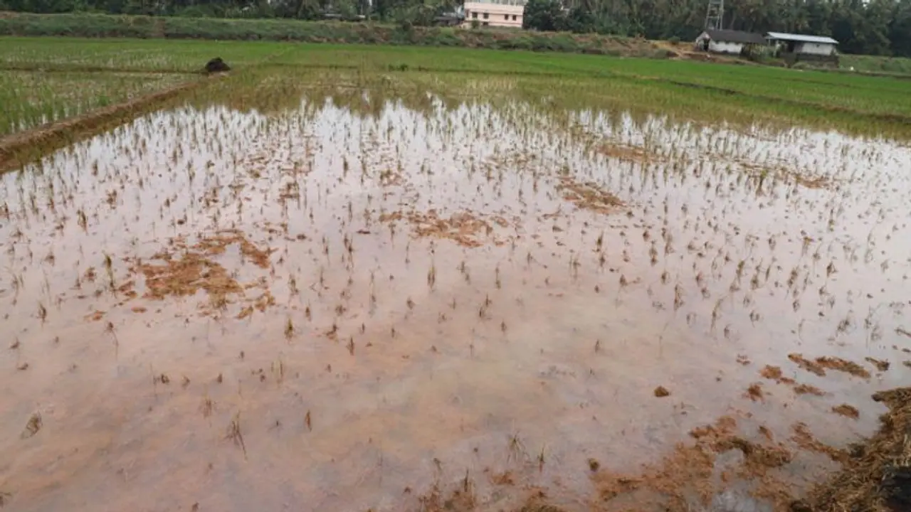 ಕೊಡಗು: ಭಾರೀ ಮಳೆಗೆ ಗದ್ದೆಗಳು ಜಲಾವೃತ, ಕಂಗಾಲಾದ ಅನ್ನದಾತ..! ಕೊಡಗು: ಭಾರೀ ಮಳೆಗೆ ಗದ್ದೆಗಳು ಜಲಾವೃತ, ಕಂಗಾಲಾದ ಅನ್ನದಾತ..!