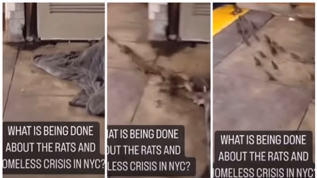 തെരുവില്‍ കിടന്നുറങ്ങുന്നയാളിന്‍റെ പുതപ്പിനുള്ളില്‍ നിന്നും ഓടിപ്പോകുന്ന എലിക്കൂട്ടം! വീഡിയോ വൈറൽ !