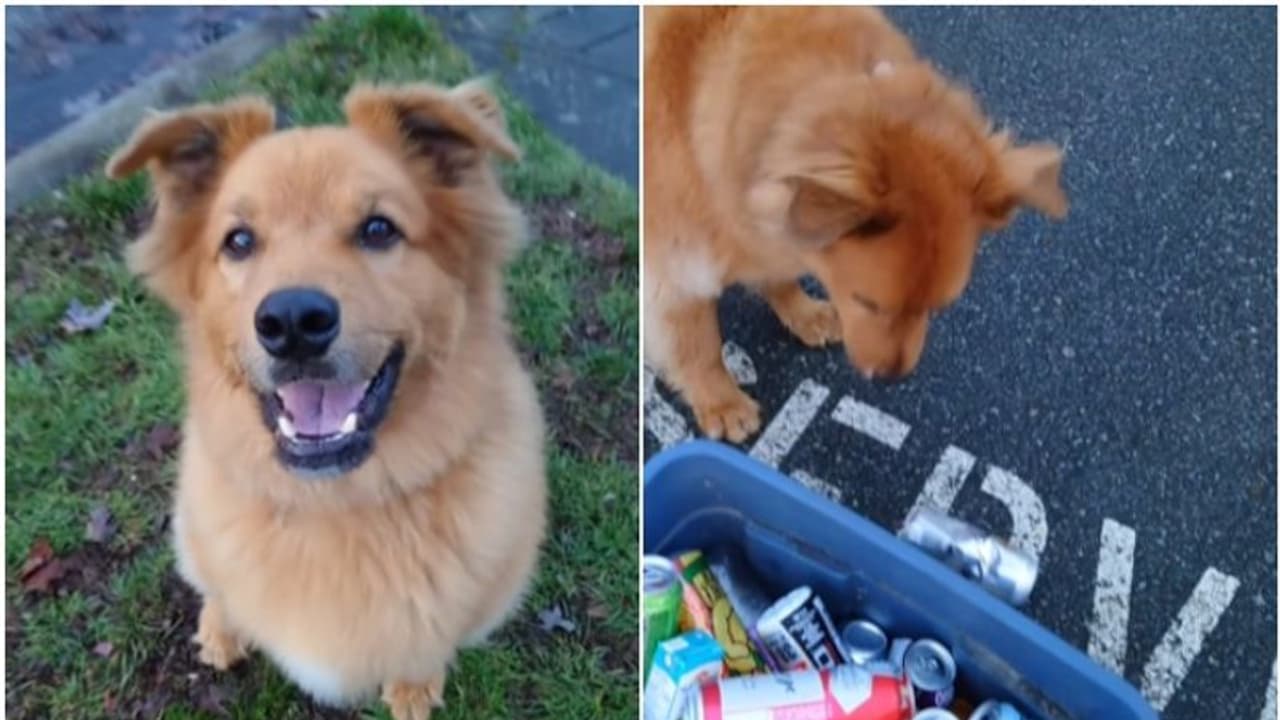 സ്വന്തമായി അധ്വാനിച്ച് ജീവിക്കുന്ന നായ; ഇതൊക്കെ കണ്ട് പഠിക്കൂ എന്ന് കമന്റുകള്... സ്വന്തമായി അധ്വാനിച്ച് ജീവിക്കുന്ന നായ; ഇതൊക്കെ കണ്ട് പഠിക്കൂ എന്ന് കമന്റുകള്...