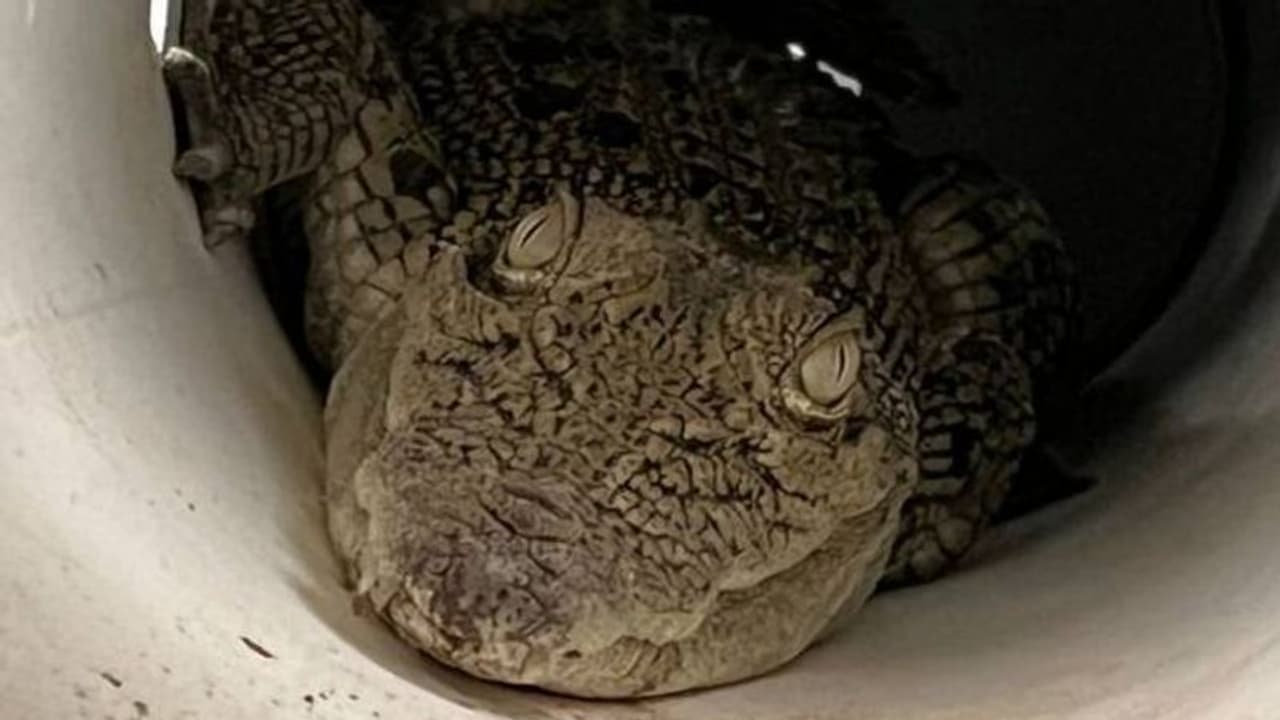 ഇത്തിരി ചിക്കൻ കിട്ടുമോ സാറേ; കോഴിക്കൂട്ടിൽ മുതല