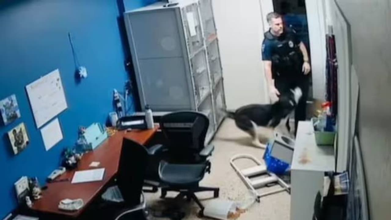 നട്ടപ്പാതിരക്ക് വിശന്നു, കള്ളനെപ്പോലെ പതുങ്ങിയെത്തി നായ, പിന്നാലെ പൊലീസും; വീഡിയോ 