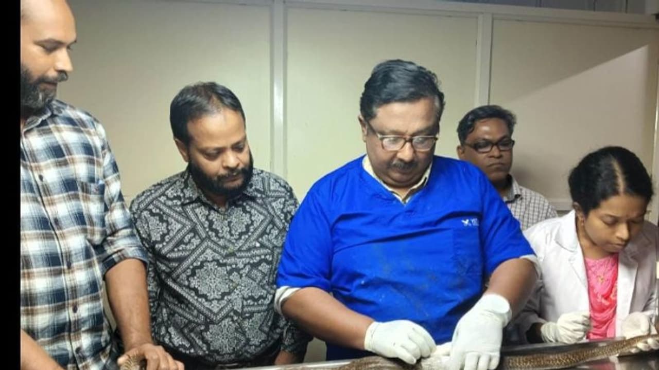 ജെസിബി തട്ടി പരിക്ക്, അടിയന്തര ജീവൻ രക്ഷാ പ്രവര്ത്തനം തുണയായി; ശസ്ത്രക്രിയ നടത്തിയത് മൂര്ഖൻ പാമ്പുകൾക്ക് ജെസിബി തട്ടി പരിക്ക്, അടിയന്തര ജീവൻ രക്ഷാ പ്രവര്ത്തനം തുണയായി; ശസ്ത്രക്രിയ നടത്തിയത് മൂര്ഖൻ പാമ്പുകൾക്ക്