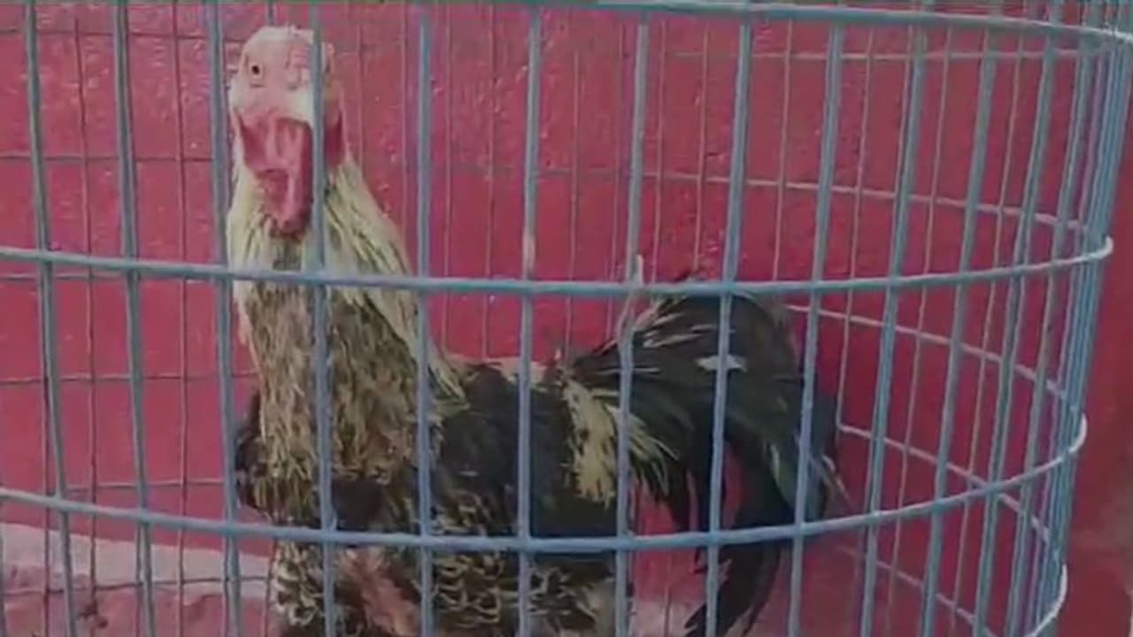 ఇది ఆర్టిసి వారి పాట ..! పందెంకోడిని వేలం వేస్తున్న టీఎస్ ఆర్టిసి 