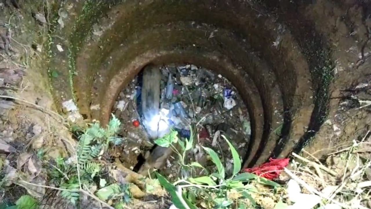 തോട്ടം നശിപ്പിക്കാനെത്തി, പൊട്ടക്കിണറ്റിൽ വീണ പന്നികളെ വെടിവച്ചുകൊന്നു 