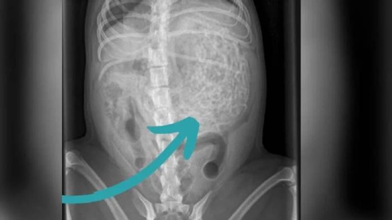 തീരെ ഉഷാറില്ല, പട്ടിയെ ഡോക്ടറെ കാണിച്ചു, വയറ്റിൽ കണ്ടെത്തിയ വസ്തുക്കൾ കണ്ട് കിളിപോയി വീട്ടുകാർ