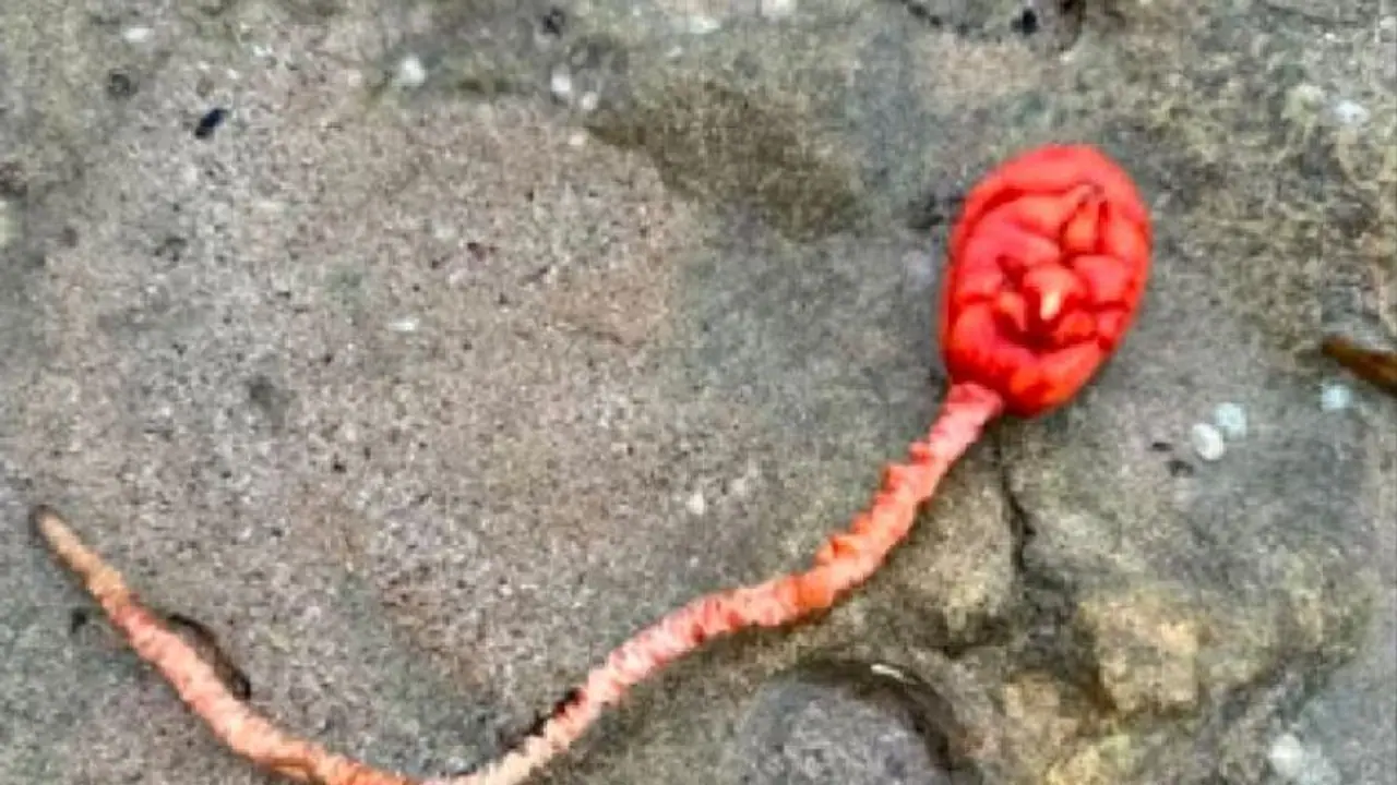 ಸಮುದ್ರ ತೀರಕ್ಕೆ ಹರಿದು ಬರುತ್ತಿದೆ ವೀರ್ಯದಂತೆ ಕಾಣಿಸೋ ಜೀವಿ! ಸಮುದ್ರ ತೀರಕ್ಕೆ ಹರಿದು ಬರುತ್ತಿದೆ ವೀರ್ಯದಂತೆ ಕಾಣಿಸೋ ಜೀವಿ!