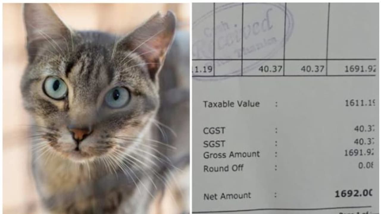 കോഴിക്കോട് ആശുപത്രി ക്യാൻ്റീനിൽ കൂട്ടിരിപ്പുകാരിയെ പൂച്ച മാന്തി, പിന്നാലെ 1692 രൂപയുടെ ബിൽ; വിചിത്ര മറുപടിയും കോഴിക്കോട് ആശുപത്രി ക്യാൻ്റീനിൽ കൂട്ടിരിപ്പുകാരിയെ പൂച്ച മാന്തി, പിന്നാലെ 1692 രൂപയുടെ ബിൽ; വിചിത്ര മറുപടിയും