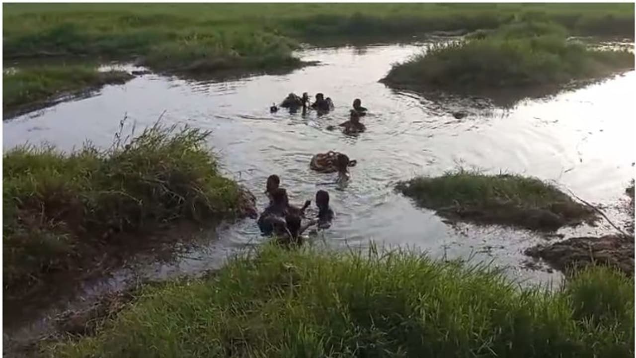 അരിവാളിന് പുല്ല് അരിയവെ തിരുവനന്തപുരം വെള്ളായണി കായലിൽ യുവാവിന് ദാരുണാന്ത്യം അരിവാളിന് പുല്ല് അരിയവെ തിരുവനന്തപുരം വെള്ളായണി കായലിൽ യുവാവിന് ദാരുണാന്ത്യം