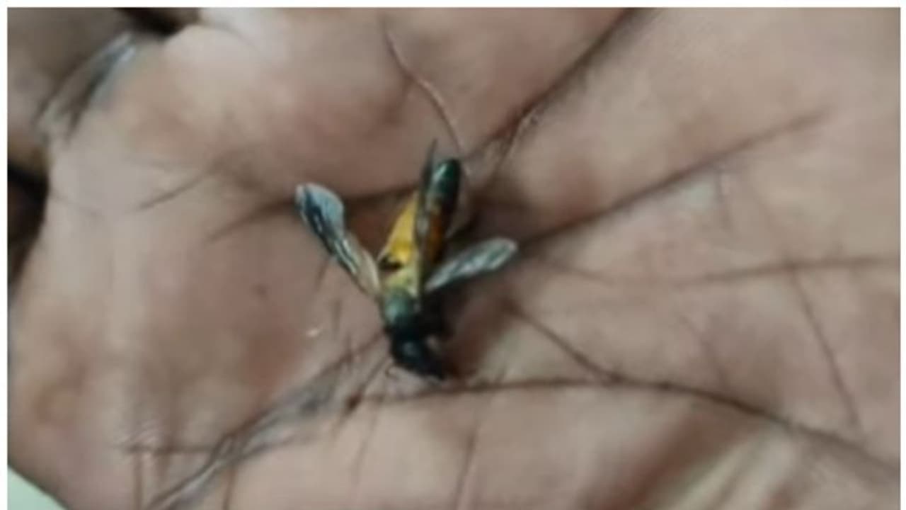 കടന്നൽ ആക്രമണം; 10 ലധികം പേർക്ക് കുത്തേറ്റു; സാരമായി പരിക്കേറ്റ 2 പേർ ആശുപത്രിയിൽ കടന്നൽ ആക്രമണം; 10 ലധികം പേർക്ക് കുത്തേറ്റു; സാരമായി പരിക്കേറ്റ 2 പേർ ആശുപത്രിയിൽ