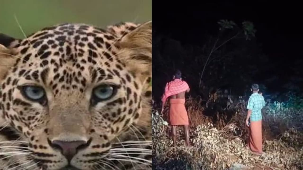 ധോണിയെ വിറപ്പിച്ച് വീണ്ടും പുലിയിറങ്ങി, സ്ഥലത്ത് ആര്ആര്ടി സംഘം, ഉറക്കം നഷ്ടപ്പെട്ട് നാട്ടുകാര് ധോണിയെ വിറപ്പിച്ച് വീണ്ടും പുലിയിറങ്ങി, സ്ഥലത്ത് ആര്ആര്ടി സംഘം, ഉറക്കം നഷ്ടപ്പെട്ട് നാട്ടുകാര്