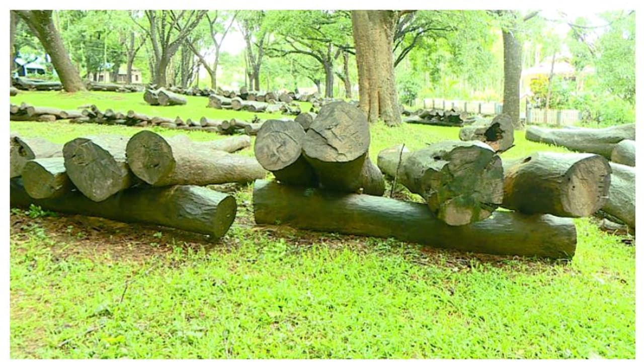 മുട്ടിൽ മരംമുറിക്കേസ്; കണ്ടുകെട്ടിയ മരങ്ങൾ ലേലം വിളിക്കാൻ ആവശ്യപ്പെട്ടുള്ള ഹർജി കോടതി ഇന്ന് പരിഗണിക്കും മുട്ടിൽ മരംമുറിക്കേസ്; കണ്ടുകെട്ടിയ മരങ്ങൾ ലേലം വിളിക്കാൻ ആവശ്യപ്പെട്ടുള്ള ഹർജി കോടതി ഇന്ന് പരിഗണിക്കും