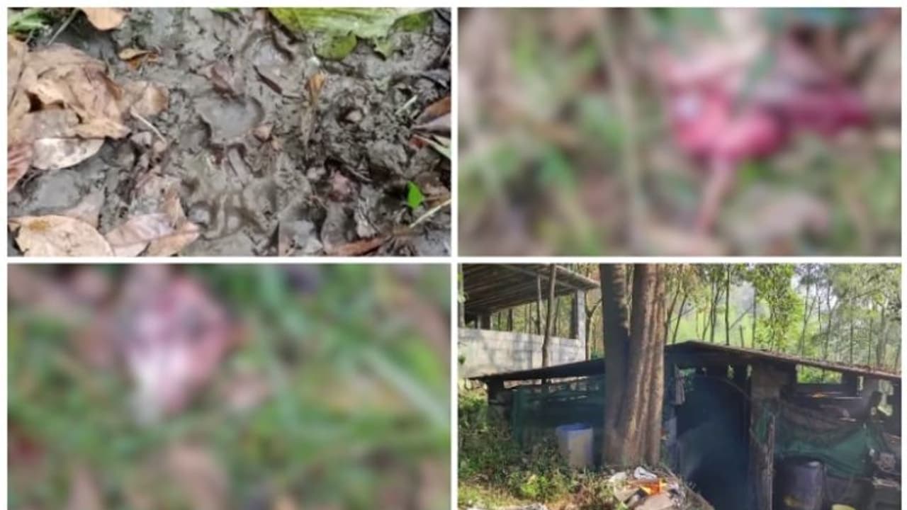 കടുവപ്പേടിയില് വീണ്ടും വയനാട്; ഫാമിലെത്തി പന്നികളെ കൊന്നുതിന്നു, കഴിഞ്ഞദിവസം കൊന്നത് 21 പന്നിക്കുഞ്ഞുങ്ങളെ കടുവപ്പേടിയില് വീണ്ടും വയനാട്; ഫാമിലെത്തി പന്നികളെ കൊന്നുതിന്നു, കഴിഞ്ഞദിവസം കൊന്നത് 21 പന്നിക്കുഞ്ഞുങ്ങളെ