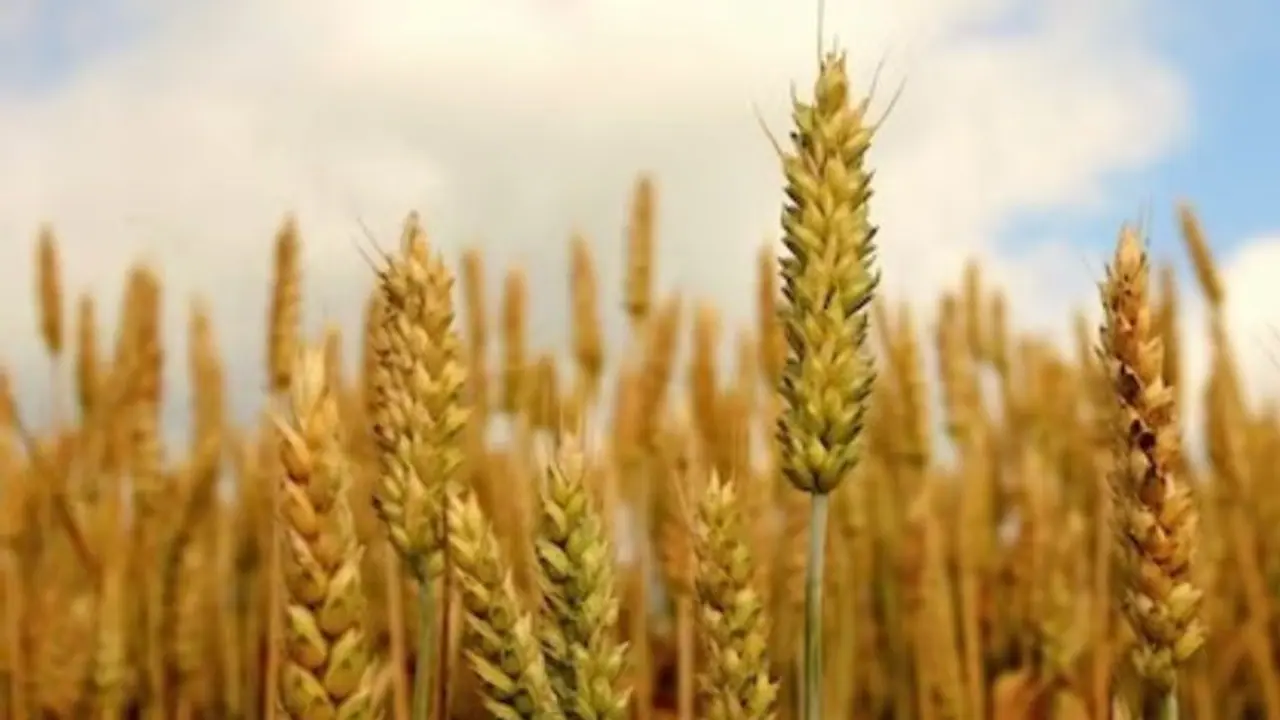 What’s the secret behind Makar Sankranti’s origins? Here’s what we know