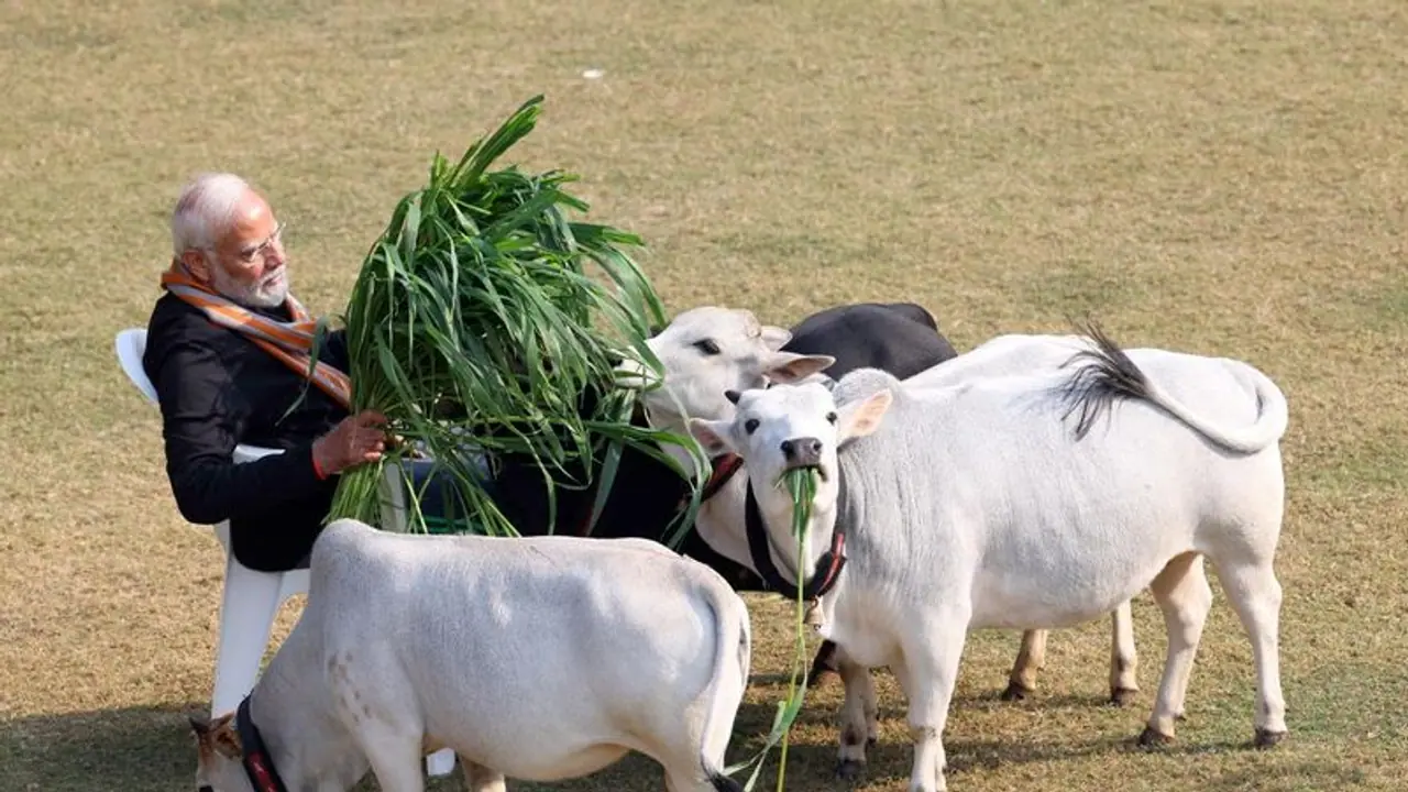 पीएम मोदी ने मकर संक्रांति के मौके पर गायों को खिलाया चारा