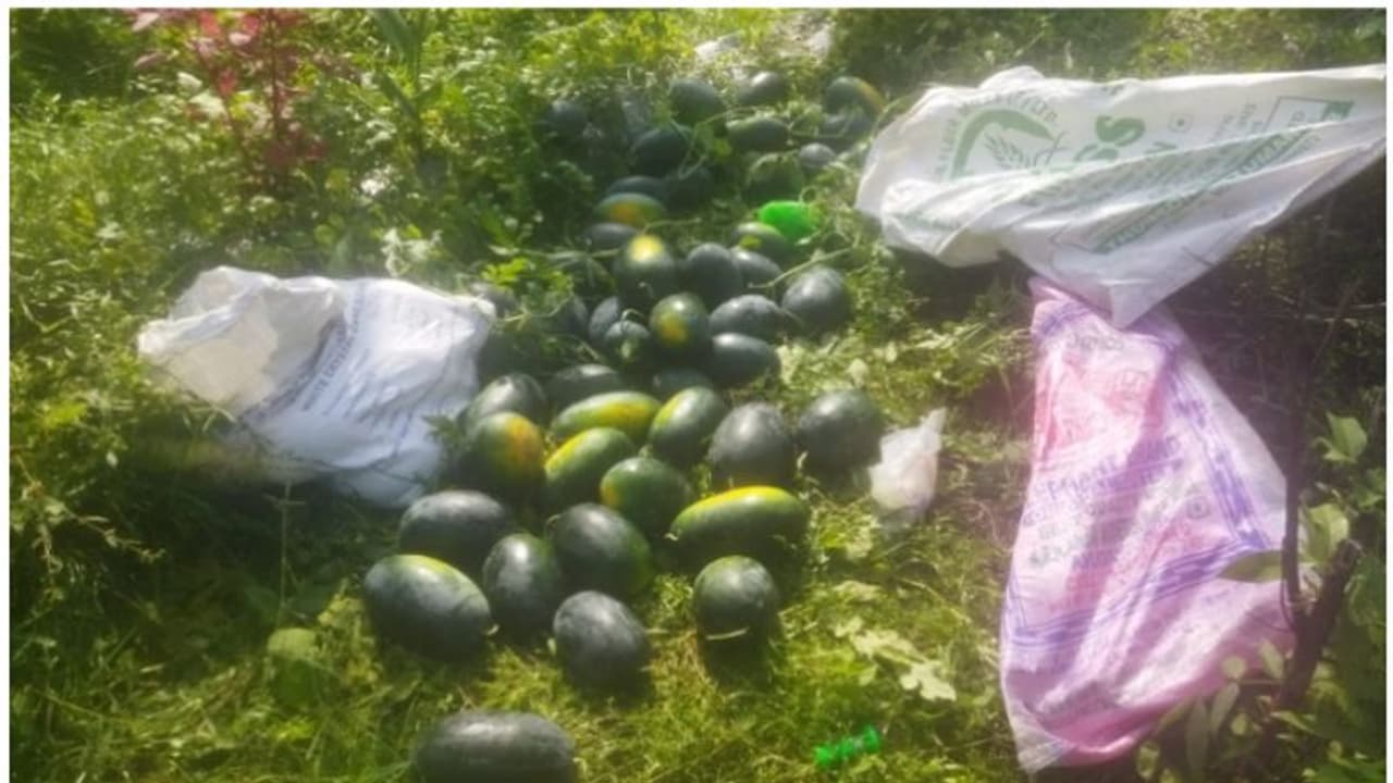 'ഇത് ക്രൂരത, നഷ്ടം രണ്ടര ലക്ഷം'; ജോലിയുപേക്ഷിച്ച് കാർഷികവൃത്തിയിലേക്ക് തിരിഞ്ഞ യുവാവിന്റെ കൃഷിയിടത്തിൽ മോഷണം 'ഇത് ക്രൂരത, നഷ്ടം രണ്ടര ലക്ഷം'; ജോലിയുപേക്ഷിച്ച് കാർഷികവൃത്തിയിലേക്ക് തിരിഞ്ഞ യുവാവിന്റെ കൃഷിയിടത്തിൽ മോഷണം