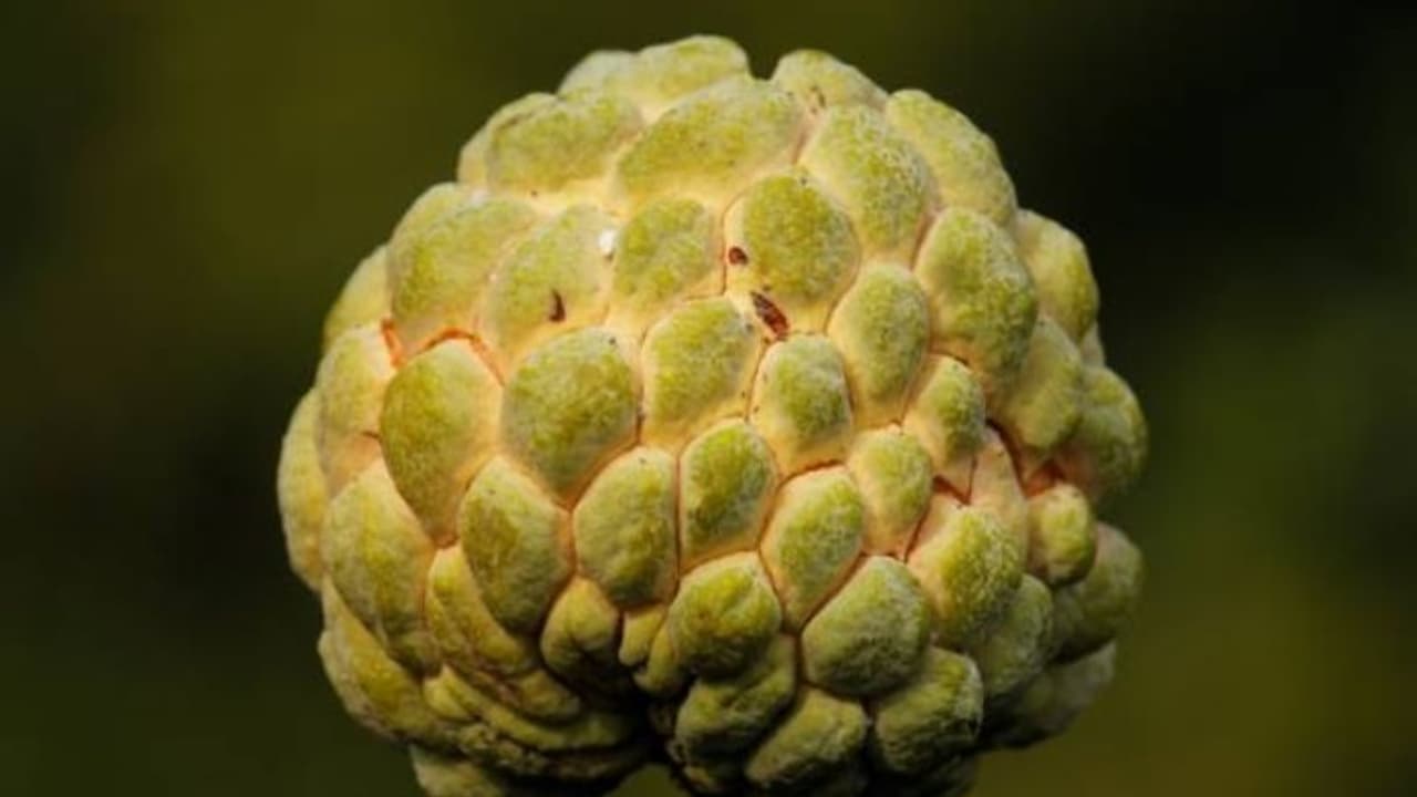 സീതപ്പഴം അല്ലെങ്കില്‍ ആത്തച്ചക്ക കഴിക്കുന്നത് കൊണ്ട് കിടിലനൊരു ഗുണമുണ്ട്, അതറിയാമോ?