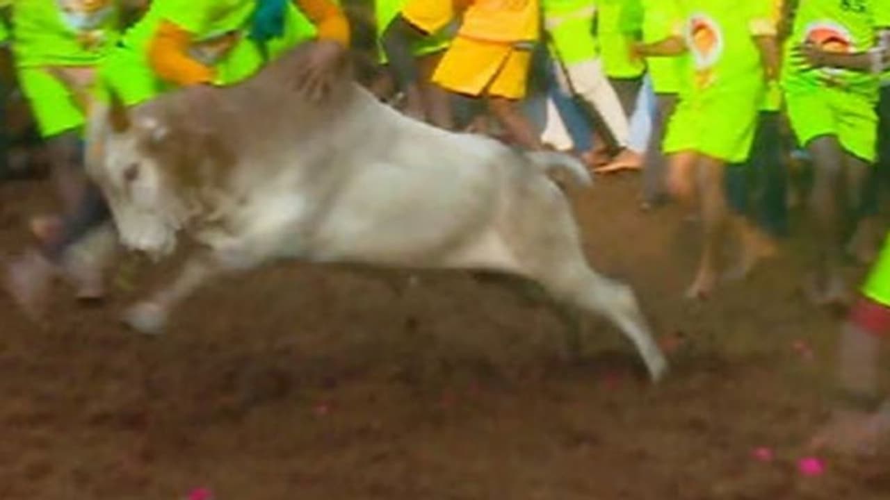 அவனியாபுரம் ஜல்லிக்கட்டு: விசிக தலைவர் திருமாவளவன் காளை வெற்றி! அவனியாபுரம் ஜல்லிக்கட்டு: விசிக தலைவர் திருமாவளவன் காளை வெற்றி!