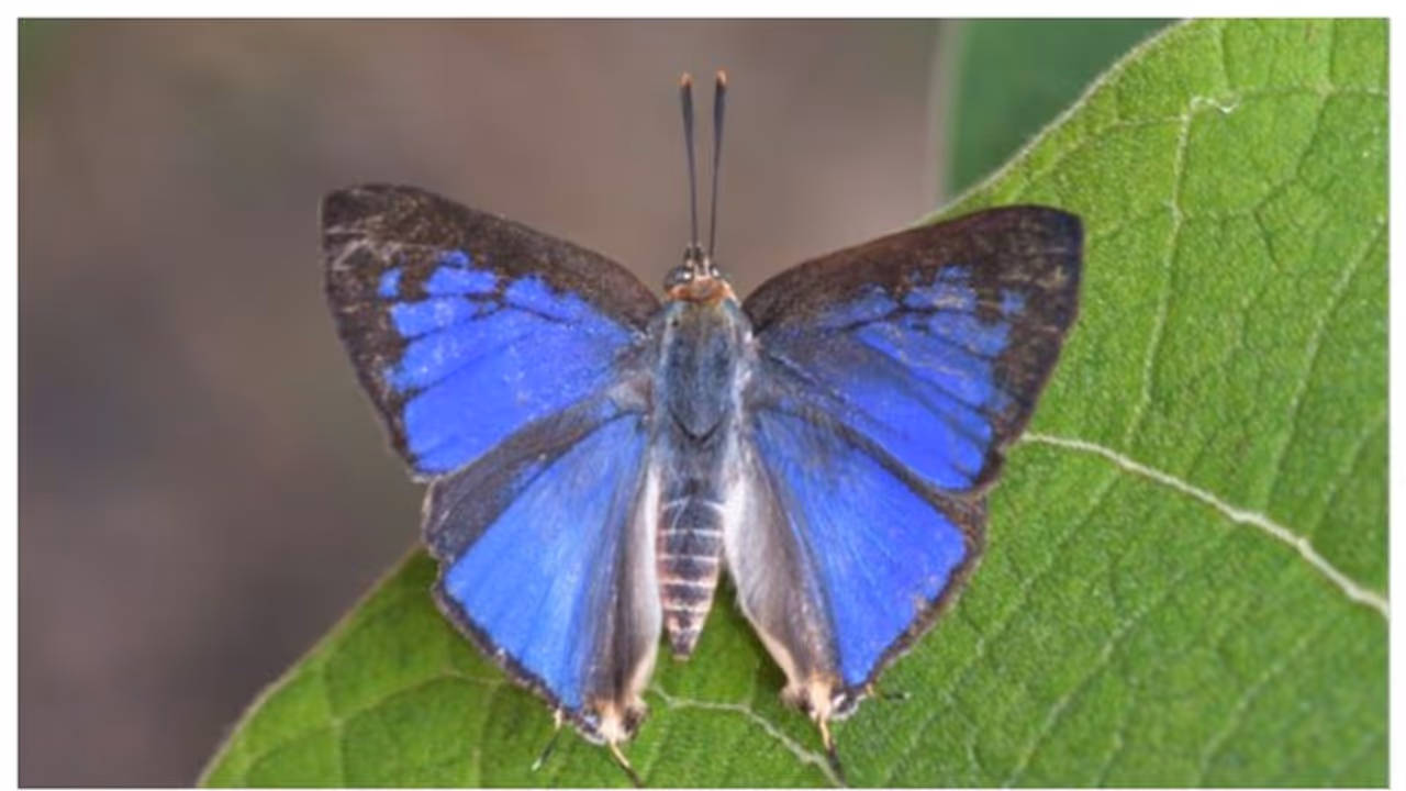 'സിഗാരിറ്റിസ് മേഘമലയൻസിസ്'; സഹ്യനില് നിന്നും പുതിയൊരു ചിത്രശലഭം കൂടി ! 'സിഗാരിറ്റിസ് മേഘമലയൻസിസ്'; സഹ്യനില് നിന്നും പുതിയൊരു ചിത്രശലഭം കൂടി !