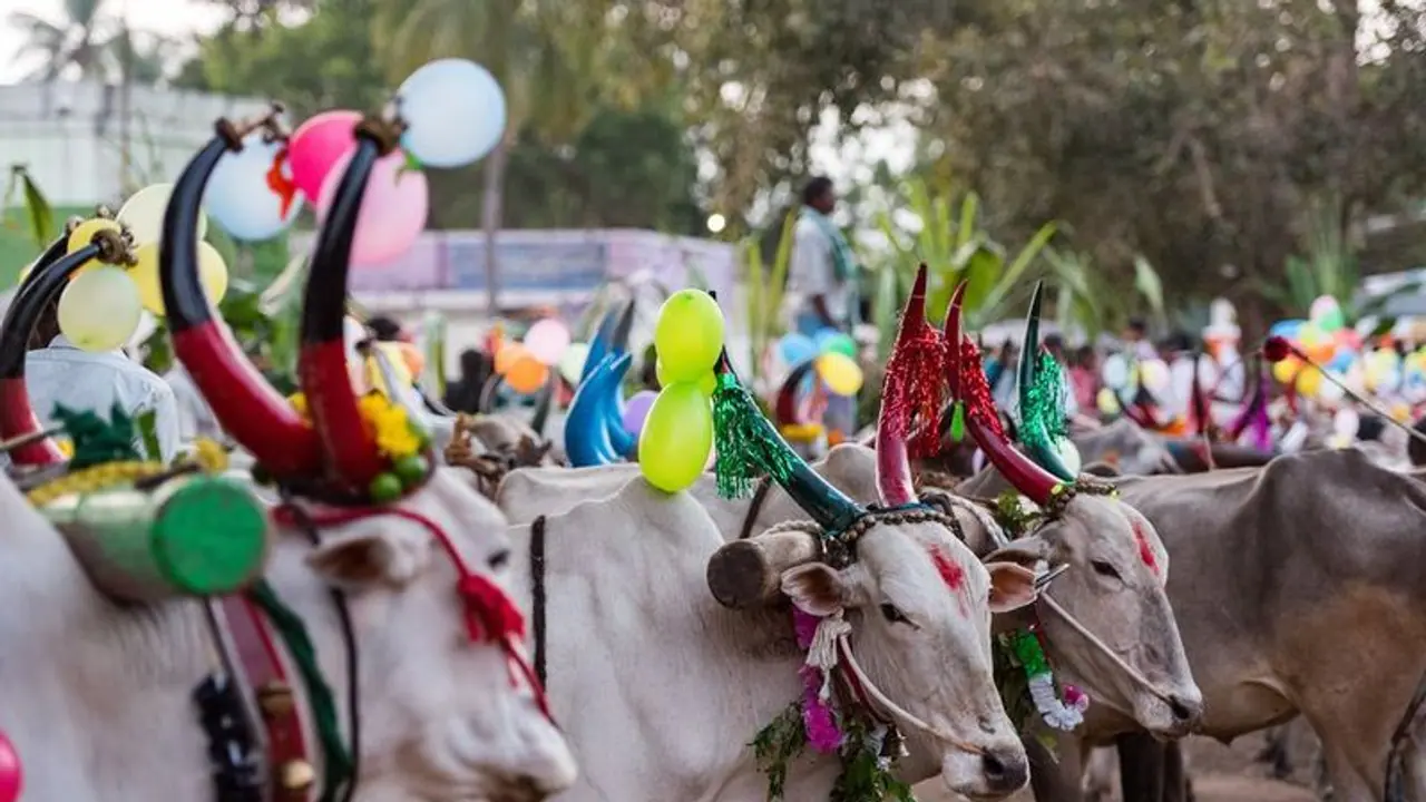 தமிழ்நாடு முழுவதும் களைகட்டிய மாட்டுப் பொங்கல்.. கால்நடைகளுக்கு நன்றி செலுத்தி உற்சாகம்..