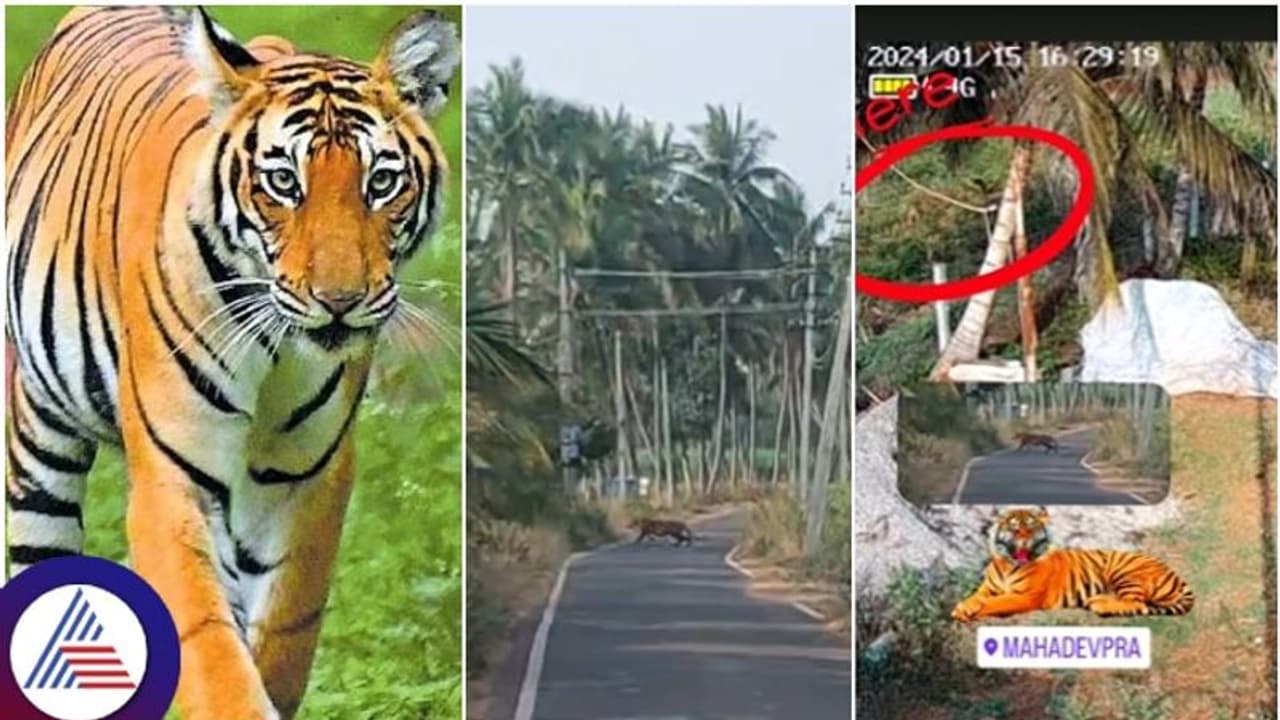 ಕನ್ನಡ ಸಿನಿಮಾ ಹಾಗೂ ಧಾರಾವಾಹಿಗಳ ನೈಸರ್ಗಿಕ ಶೂಟಿಂಗ್ ಸ್ಪಾಟ್ ಮಹದೇವಪುರದಲ್ಲಿ ಹುಲಿ ಪ್ರತ್ಯಕ್ಷ! ಕನ್ನಡ ಸಿನಿಮಾ ಹಾಗೂ ಧಾರಾವಾಹಿಗಳ ನೈಸರ್ಗಿಕ ಶೂಟಿಂಗ್ ಸ್ಪಾಟ್ ಮಹದೇವಪುರದಲ್ಲಿ ಹುಲಿ ಪ್ರತ್ಯಕ್ಷ!