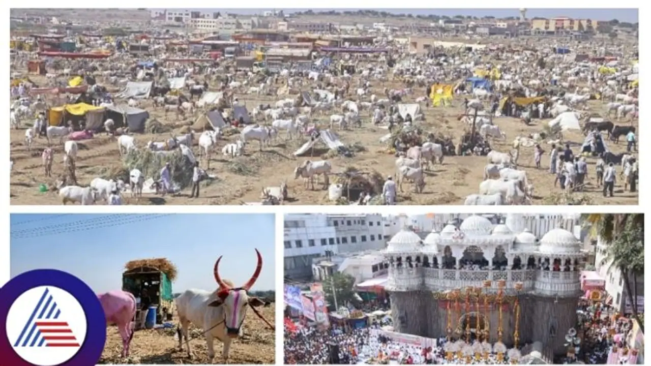 ಉತ್ತರ ಕರ್ನಾಟಕದ ಪ್ರಸಿದ್ಧ ಜಾನುವಾರು ಜಾತ್ರೆಯ ಮೇಲೆ ಬರದ ಕರಿನೆರಳು, ರೈತರಿಗೆ ಶಾಕ್!