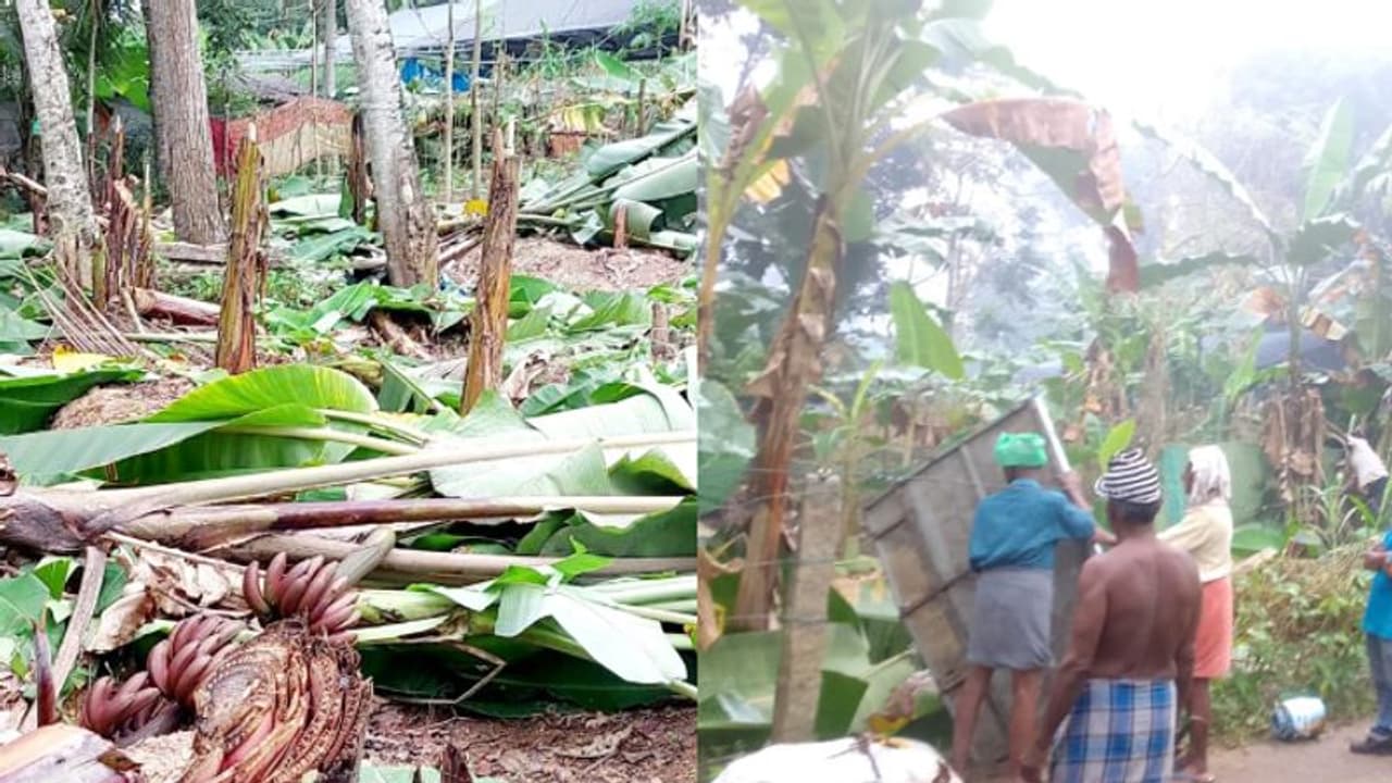 'വാഴകൃഷി ഒന്നാകെ വെട്ടി നശിപ്പിച്ചു, തടയാൻ ശ്രമിച്ച കർഷക സ്ത്രീയുടെ കാൽ അയൽവാസികൾ ചവിട്ടി ഒടിച്ചു'; കേസ് 'വാഴകൃഷി ഒന്നാകെ വെട്ടി നശിപ്പിച്ചു, തടയാൻ ശ്രമിച്ച കർഷക സ്ത്രീയുടെ കാൽ അയൽവാസികൾ ചവിട്ടി ഒടിച്ചു'; കേസ്