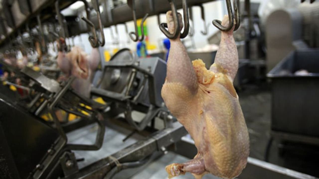 ഇറച്ചിയിലെ എല്ല് നീക്കുന്ന യന്ത്രത്തിനിടയിൽ കുടുങ്ങി 16കാരന് ദാരുണാന്ത്യം, സ്ഥാപനത്തിന് വൻ തുക പിഴ ഇറച്ചിയിലെ എല്ല് നീക്കുന്ന യന്ത്രത്തിനിടയിൽ കുടുങ്ങി 16കാരന് ദാരുണാന്ത്യം, സ്ഥാപനത്തിന് വൻ തുക പിഴ