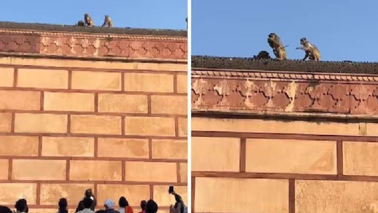 കുരങ്ങൻ ഐഫോൺ മോഷ്ടിച്ചു; 'ഡീലി'ന് ശേഷം തിരികെ നൽകി; വീഡിയോ കാണാം കുരങ്ങൻ ഐഫോൺ മോഷ്ടിച്ചു; 'ഡീലി'ന് ശേഷം തിരികെ നൽകി; വീഡിയോ കാണാം