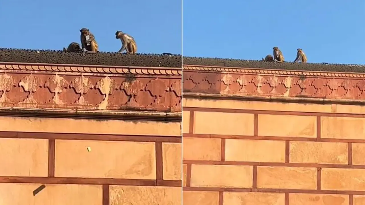 பக்தரின் ஐபோனை பிடுங்கிச் சென்று 'டீல்' பேசிய குரங்கு! வைரலாகும் தரமான சம்பவம்! பக்தரின் ஐபோனை பிடுங்கிச் சென்று 'டீல்' பேசிய குரங்கு! வைரலாகும் தரமான சம்பவம்!