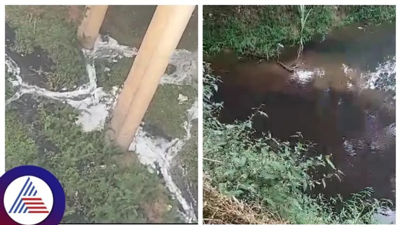  ಕೊಡಗಿನಲ್ಲೇ ವಿಷವಾಗುತ್ತಿದೆ ಜೀವಜಲ ಕಾವೇರಿ, ಒಡಲು ಸೇರುತ್ತಿದೆ ಶುಂಠಿ ಶುದ್ಧೀಕರಣದ ತ್ಯಾಜ್ಯ, ಶೌಚಾಲಯದ ನೀರು