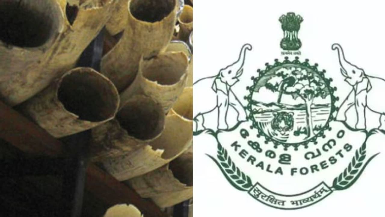 തീരുമാനമായി, ചുമ്മാ അങ്ങ് കത്തിച്ച് കളയും! കേരളത്തിലെ ഗോഡൗണുകളിലെ കോടികൾ മൂല്യമുള്ള 100 കിലോയോളം ആനക്കൊമ്പ് തീരുമാനമായി, ചുമ്മാ അങ്ങ് കത്തിച്ച് കളയും! കേരളത്തിലെ ഗോഡൗണുകളിലെ കോടികൾ മൂല്യമുള്ള 100 കിലോയോളം ആനക്കൊമ്പ്