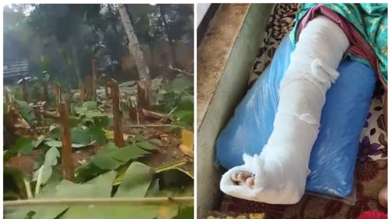 വൃദ്ധയുടെ കാല് അയല്വാസികളുടെ ചവിട്ടേറ്റ് ഒടിഞ്ഞു; കൃഷിയും വെട്ടി നശിപ്പിച്ചു, കേസെടുത്ത് പൊലീസ് വൃദ്ധയുടെ കാല് അയല്വാസികളുടെ ചവിട്ടേറ്റ് ഒടിഞ്ഞു; കൃഷിയും വെട്ടി നശിപ്പിച്ചു, കേസെടുത്ത് പൊലീസ്