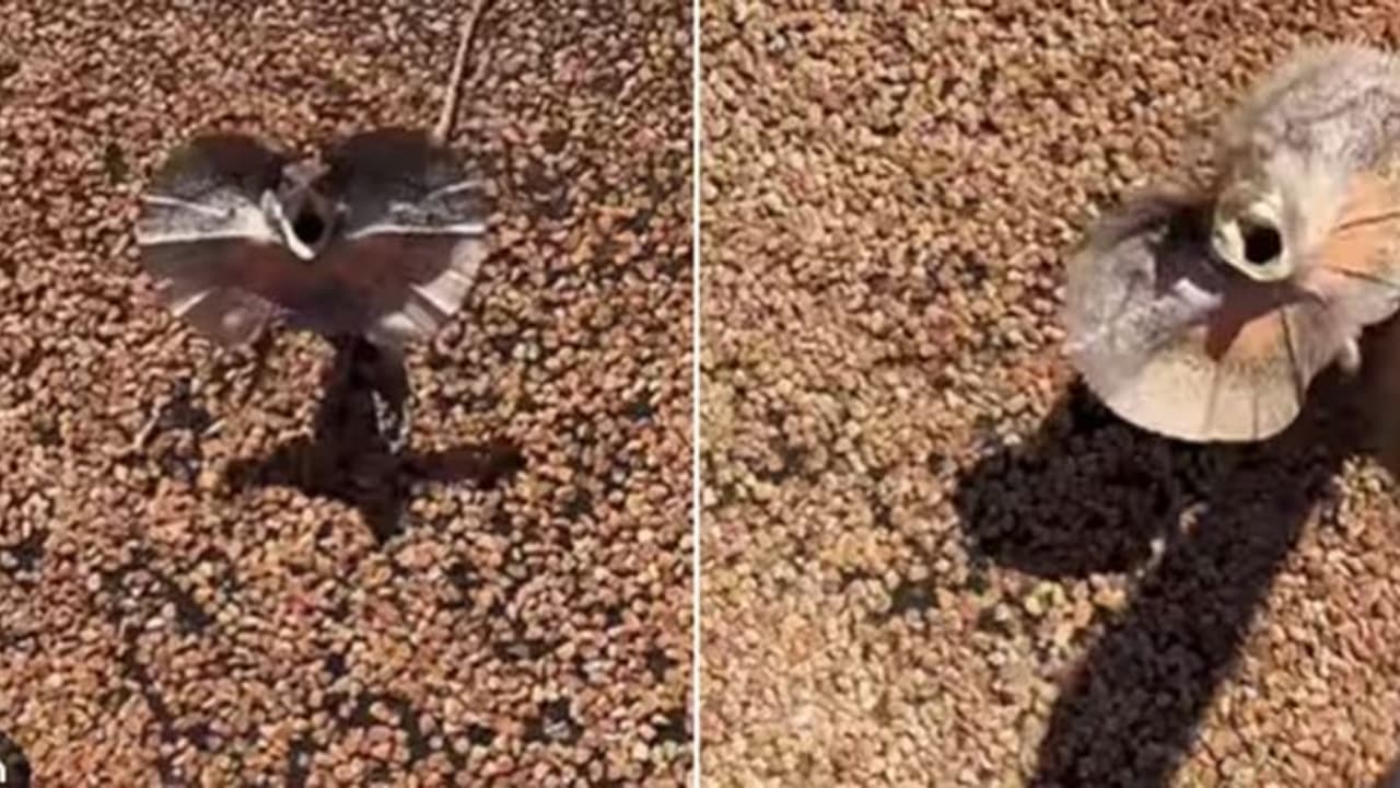 ಮರವೆಂದು ತಪ್ಪಾಗಿ ಭಾವಿಸಿ ಮನುಷ್ಯನ ಮೈಯ್ಯನ್ನೇ ಸರಸರ ಏರಿದ ಹಲ್ಲಿ; ಮೈ ನವಿರೇಳಿಸೋ ದೃಶ್ಯ ಮರವೆಂದು ತಪ್ಪಾಗಿ ಭಾವಿಸಿ ಮನುಷ್ಯನ ಮೈಯ್ಯನ್ನೇ ಸರಸರ ಏರಿದ ಹಲ್ಲಿ; ಮೈ ನವಿರೇಳಿಸೋ ದೃಶ್ಯ