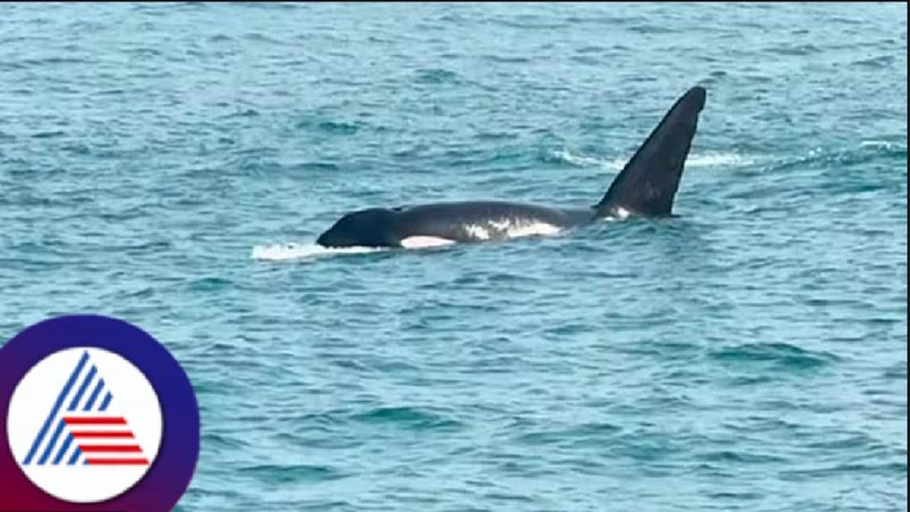 ಸ್ಕೂಬಾ ಡೈವಿಂಗ್ ಮಾಡುವ ಪ್ರವಾಸಿಗರೇ ಎಚ್ಚರ! ಮುರ್ಡೇಶ್ವರ ಸಮುದ್ರ ತೀರದಲ್ಲಿ ಮೊದಲ ಬಾರಿಗೆ ಕಾಣಿಸಿಕೊಂಡ ತಿಮಿಂಗಿಲ! ಸ್ಕೂಬಾ ಡೈವಿಂಗ್ ಮಾಡುವ ಪ್ರವಾಸಿಗರೇ ಎಚ್ಚರ! ಮುರ್ಡೇಶ್ವರ ಸಮುದ್ರ ತೀರದಲ್ಲಿ ಮೊದಲ ಬಾರಿಗೆ ಕಾಣಿಸಿಕೊಂಡ ತಿಮಿಂಗಿಲ!