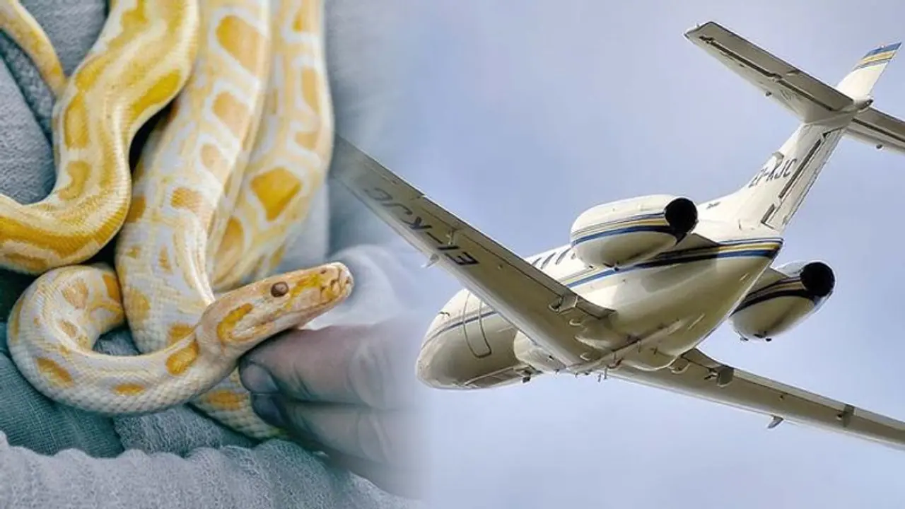Watch: Chaos unfurls in Flight after snake found moving above passenger seat, rare incident stuns internet