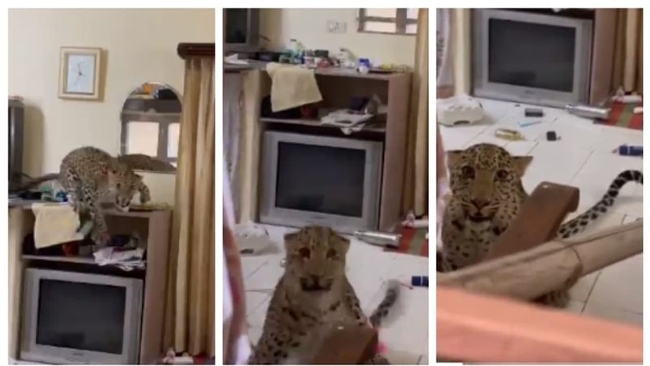 'എവിടെടാ എന്റെ ചായ?' ജയ്പൂരില് ഹെറിറ്റേജ് ഹോട്ടല് മുറിയില് കയറിയ പുള്ളിപ്പുലി പെട്ടു ! 'എവിടെടാ എന്റെ ചായ?' ജയ്പൂരില് ഹെറിറ്റേജ് ഹോട്ടല് മുറിയില് കയറിയ പുള്ളിപ്പുലി പെട്ടു !