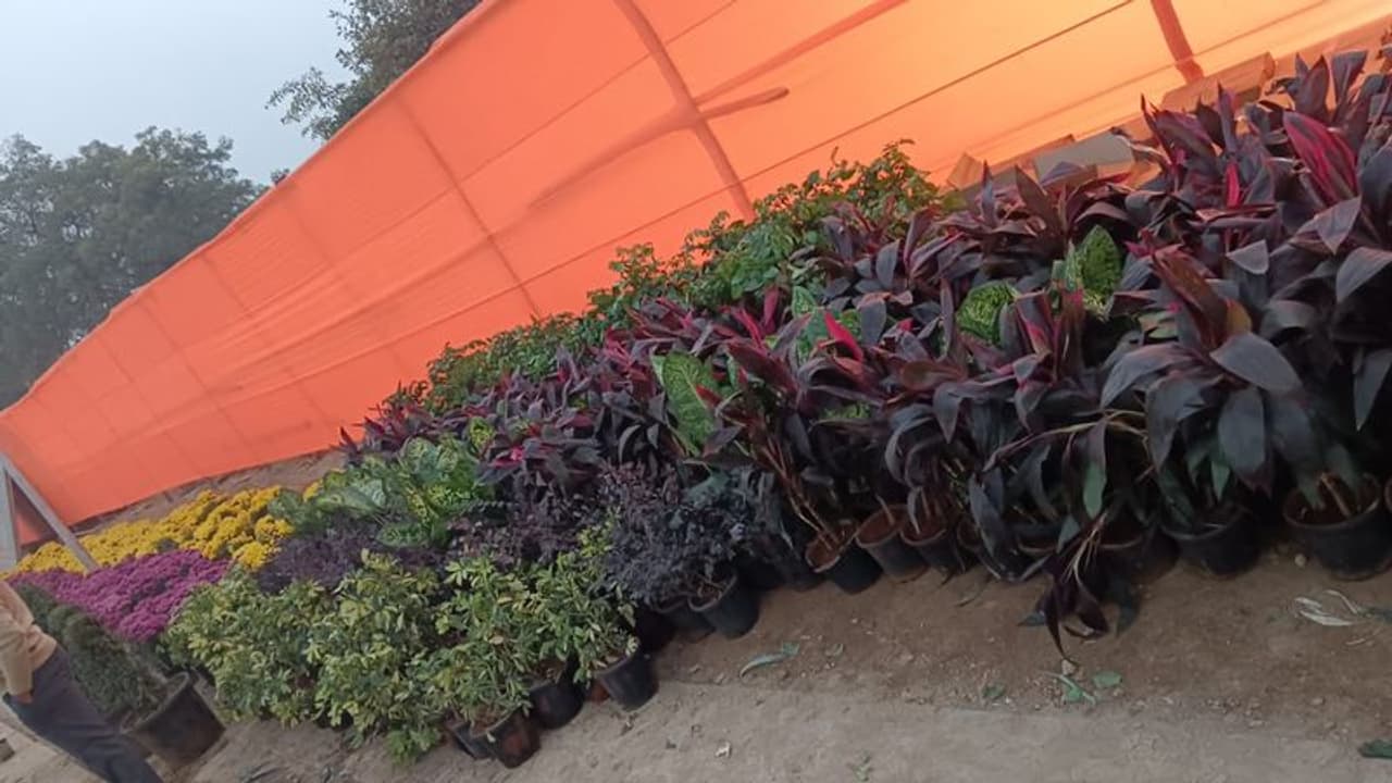 ನಿಮ್ಮ ಮನೆಯಲ್ಲಿ ಈ ಗಿಡಗಳನ್ನು ನೆಡಿ, ನೀವು ಶ್ರೀಮಂತರಾಗುತ್ತೀರಿ! ನಿಮ್ಮ ಮನೆಯಲ್ಲಿ ಈ ಗಿಡಗಳನ್ನು ನೆಡಿ, ನೀವು ಶ್ರೀಮಂತರಾಗುತ್ತೀರಿ!