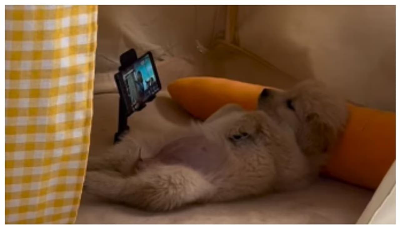 'ബോറടിയാണ്... ന്നാലും കാണാം'; കിടക്കയില്‍ മലര്‍ന്ന് കിടന്ന് മൊബൈലില്‍ സിനിമ കാണുന്ന പട്ടിയുടെ വീഡിയോ വൈറല്‍ !